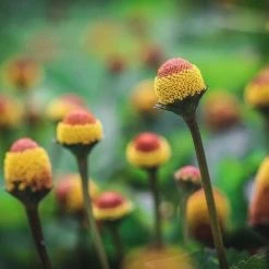 Light Cellar Spilanthes Tincture Tinctures