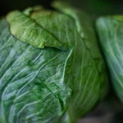 Light Cellar Live Classes & Events Fermentation: Learn How To Safely & Effectively Ferment Your Food For Greater Digestion & Immunity - July 10