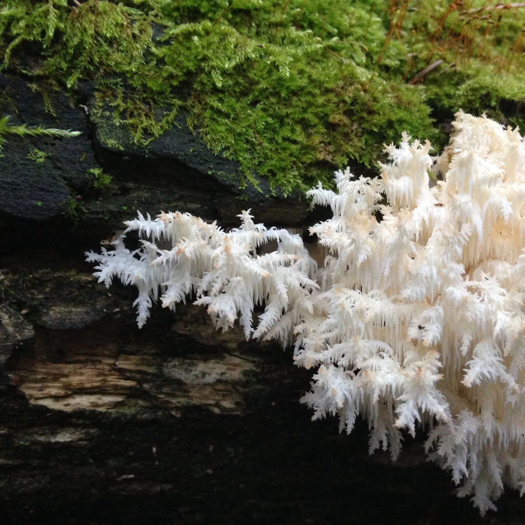 Light Cellar Medicinal Mushroom Symposium 2022: Discover The Healing Powers Of Fungi Online Courses 2 Light Cellar Medicinal Mushroom Symposium 2022: Discover The Healing Powers Of Fungi Online Courses