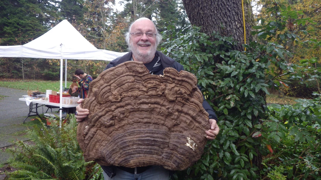 Light Cellar Medicinal Mushroom Symposium 2022: Discover The Healing Powers Of Fungi Online Courses 14 Light Cellar Medicinal Mushroom Symposium 2022: Discover The Healing Powers Of Fungi Online Courses