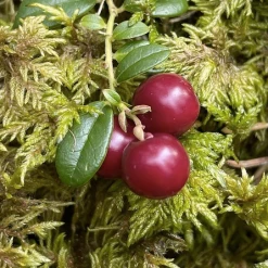 Light Cellar All Superfoods Wild Cranberry & Uva Ursi Tincture