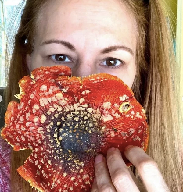 Light Cellar Medicinal Mushroom Symposium 2022: Discover The Healing Powers Of Fungi Online Courses 8 Light Cellar Medicinal Mushroom Symposium 2022: Discover The Healing Powers Of Fungi Online Courses