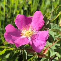 Light Cellar Foraging For Flavours: A Wild Plant Walk & Recipes - July Live Classes & Events