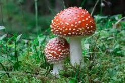 Light Cellar Live Classes & Events Medicinal Mushroom Symposium 2023: Discover The Healing Powers Of Fungi