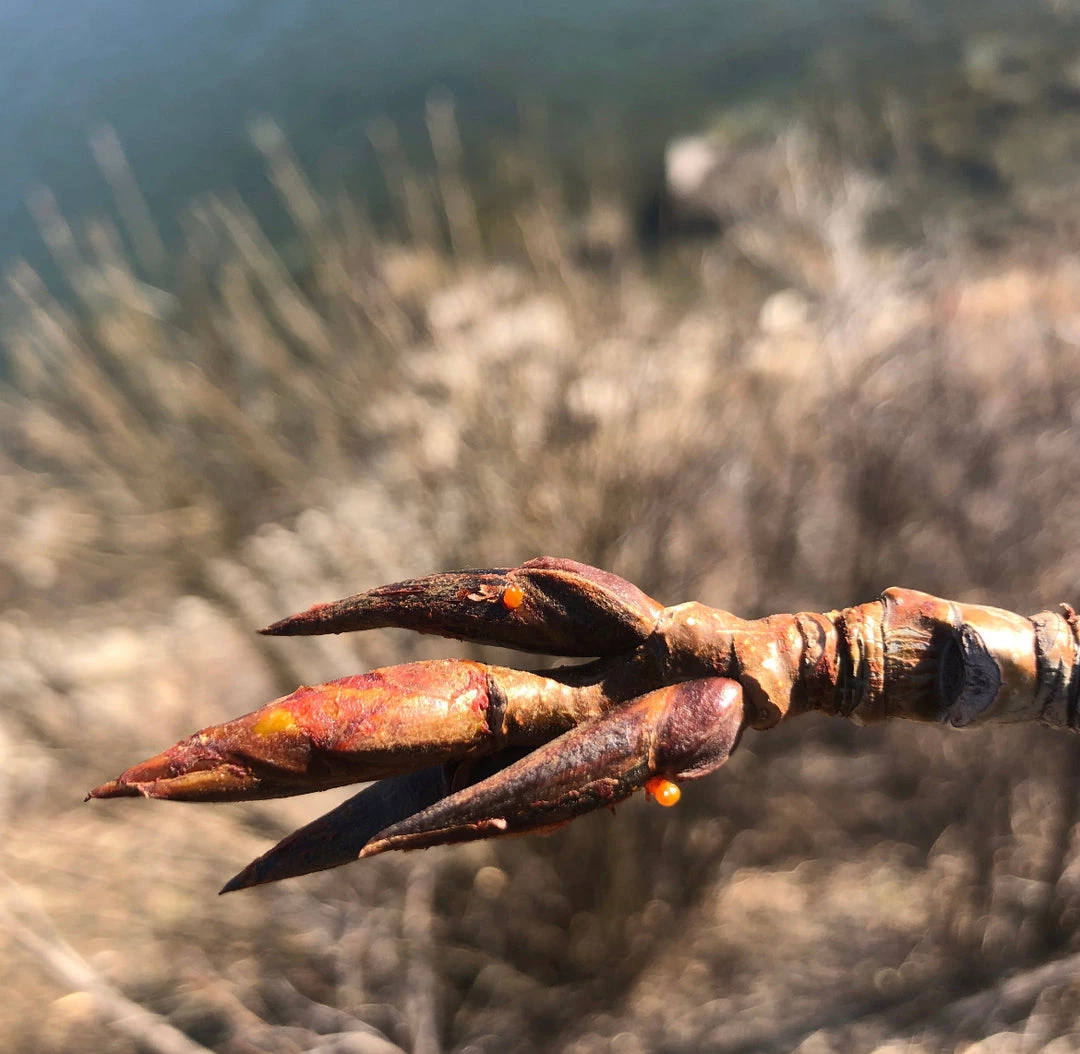 Light Cellar All Superfoods Balm Of Gilead - Salve 6 Light Cellar All Superfoods Balm Of Gilead - Salve