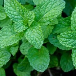 Light Cellar Mint Hydrosol All Superfoods