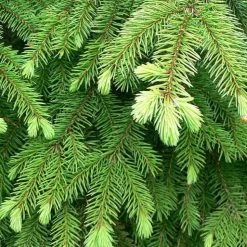 Light Cellar Spruce Hydrosol Hydrosols