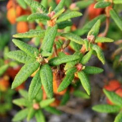 Light Cellar Labrador Tea Hydrosol All Superfoods