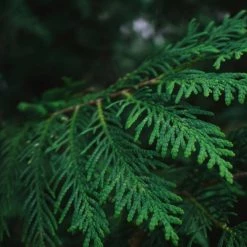 Light Cellar Cedar Hydrosol All Superfoods