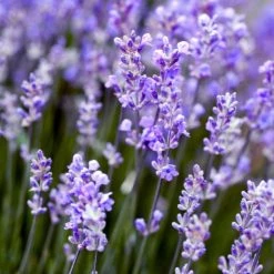 Light Cellar All Superfoods Lavender Hydrosol