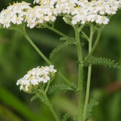 Light Cellar Hydrosols Yarrow Hydrosol