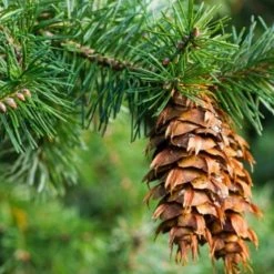 Light Cellar Douglas Fir Hydrosol