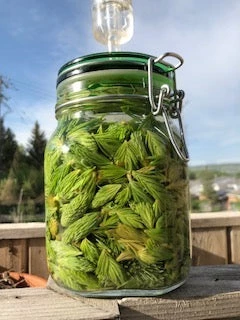 Light Cellar Foraging For Flavours: A Wild Plant Walk & Recipes - July Live Classes & Events